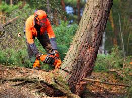 Best Hedge Trimming  in Chestnut Ridge, NY