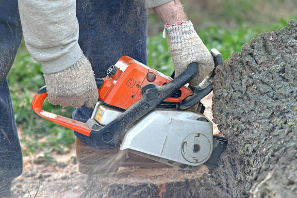 Reliable Chestnut Ridge, NY Tree Services Solutions