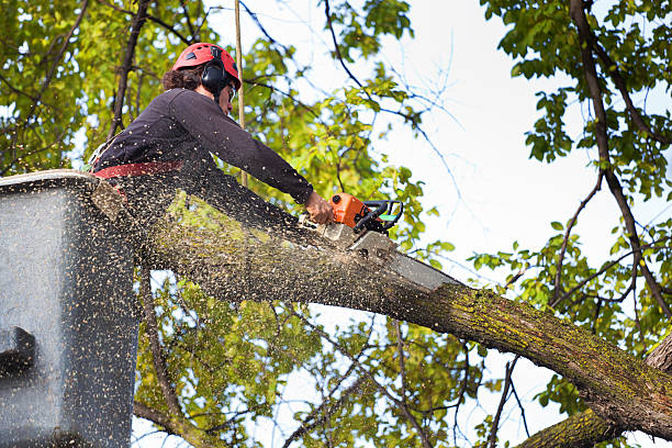 Lawn Renovation and Restoration in Chestnut Ridge, NY